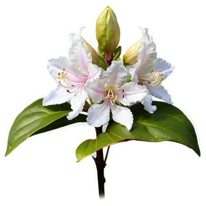 White Rhododendron Png 06282024 PNG Image