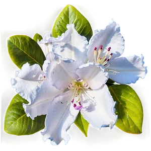 White Rhododendron Png Mnh PNG Image