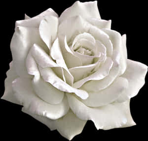 White Rose Black Background PNG image with transparent background