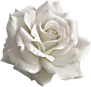 White Rose Black Background PNG Image