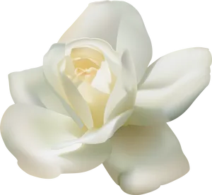 White Rose Black Background PNG Image