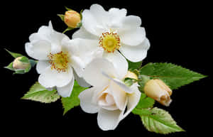 White Rose Bouquet Black Background PNG with transparent background