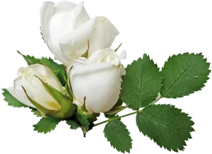 White Rose Budsand Leaves PNG Image