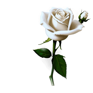 White Rose Flower PNG juy41 PNG image with transparent background