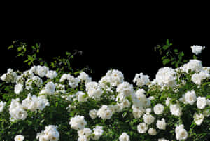 White Roses Black Background PNG image with transparent background