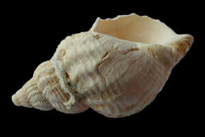 White Seashellon Black Background PNG image with transparent background