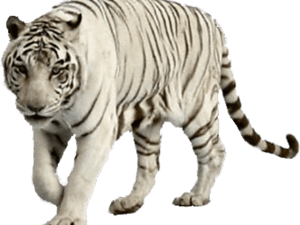 White Tiger Clipart Wight - Png Of White Tiger PNG image with transparent background