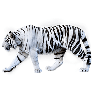 White Tiger PNG 05032024 PNG image with transparent background