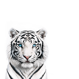 White Tiger PNG 73 PNG image with transparent background