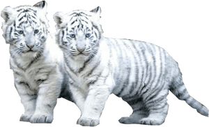 White Tiger Png File - White Tiger Png PNG image with transparent background