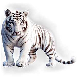 White Tiger PNG lai84 PNG image with transparent background