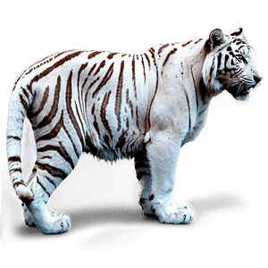 White Tiger PNG tbe PNG image with transparent background