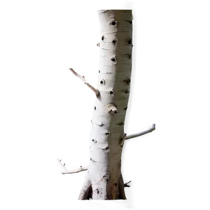 White Trunk Png Jhc PNG Image