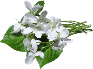 Violets, White, Perfumed, Cutout - Violetki Png, Transparent Png PNG with transparent background