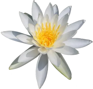 White Water Lily Black Background PNG Image