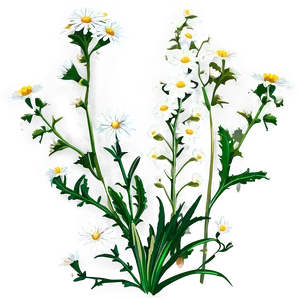 White Wildflowers Field Png 95 PNG Image