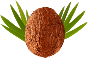 Coconut Clipart Clear Background, HD Png Download PNG image with transparent background