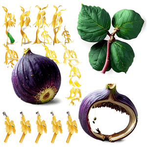 Whole Fig Clipart PNG 18 PNG