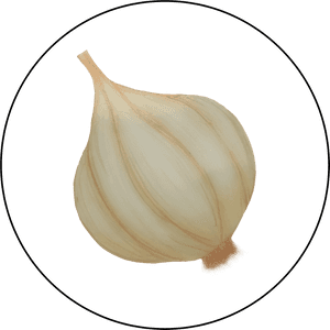 Attribute Motif Garlic, HD Png Download PNG image with transparent background