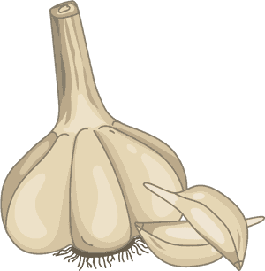 Hand-painted Garlic Png Download - Elephant Garlic, Transparent Png PNG with transparent background