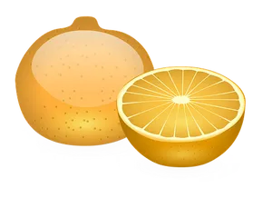 Wholeand Half Orange Illustration PNG Image