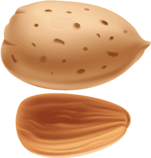 Png Clip Art Gallery - Almond Clipart Png, Transparent Png PNG image with transparent background