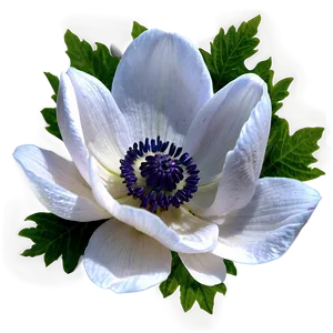 Wild Anemone Png Hhx90 PNG Image