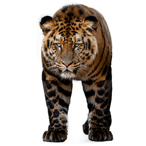 Wild Animals of Asia PNG sux2 PNG image with transparent background