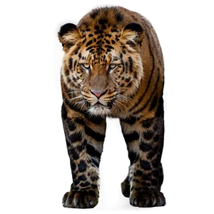 Wild Animals Of Asia Png Sux2 PNG Image