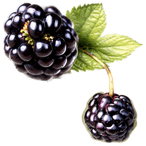 Wild Blackberry PNG 05232024 PNG image with transparent background