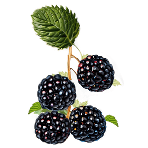 Wild Blackberry PNG 19 PNG image with transparent background