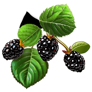 Wild Blackberry PNG 91 PNG image with transparent background