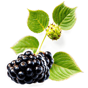 Wild Blackberry PNG inh PNG image with transparent background