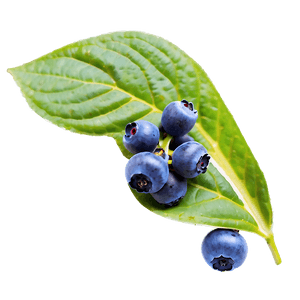 Wild Blueberries PNG 05242024 PNG image with transparent background