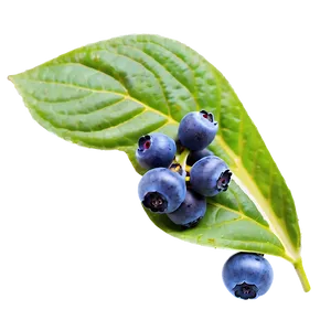 Wild Blueberries Png 05242024 PNG Image