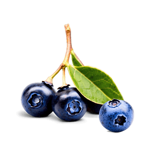 Wild Blueberries PNG bog79 PNG image with transparent background