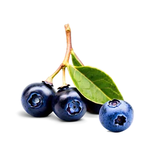 Wild Blueberries Png Bog79 PNG Image