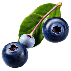 Wild Blueberries PNG glb59 PNG image with transparent background