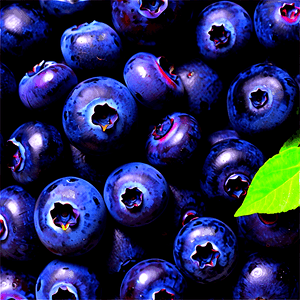 Wild Blueberries PNG llv24 PNG image with transparent background