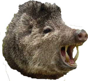 Wild Boar Aggressive Display PNG Image