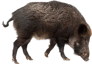 Wild Boar Side View PNG Image