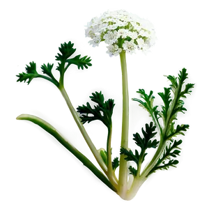 Wild Carrot Png Ynj11 PNG Image