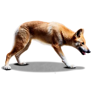 Wild Dingo Pose Png 06202024 PNG Image