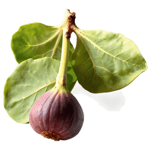 Wild Fig Picture PNG sxt87 PNG