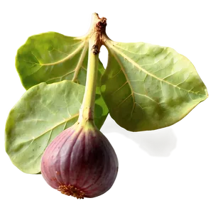 Wild Fig Picture Png Sxt87 PNG Image