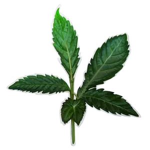 Wild Herb Png Fgn16 PNG Image