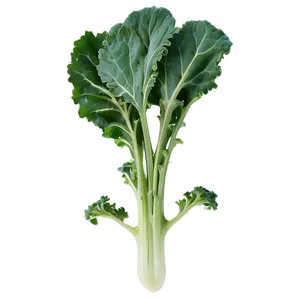 Wild Kale Png 63 PNG Image