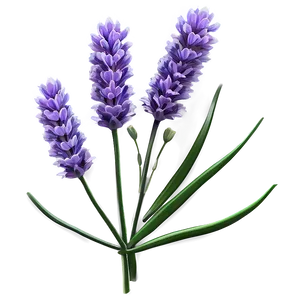 Wild Lavender Plant Png 06132024 PNG Image