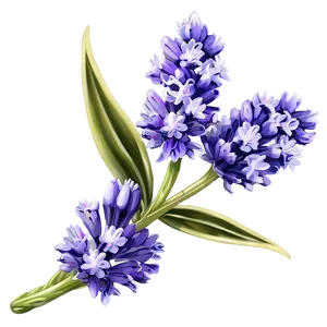 Wild Lavender Plant Png Bna PNG Image