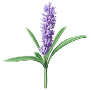 Wild Lavender Plant Png Gks PNG Image